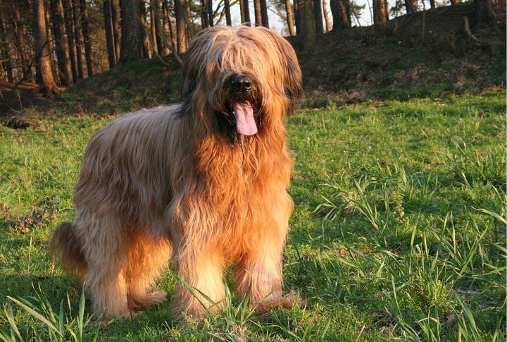 Briard