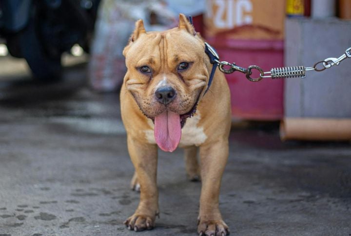 Tan Point American Bully