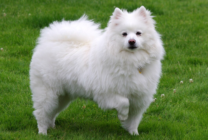 American Eskimo Dog (Miniature)