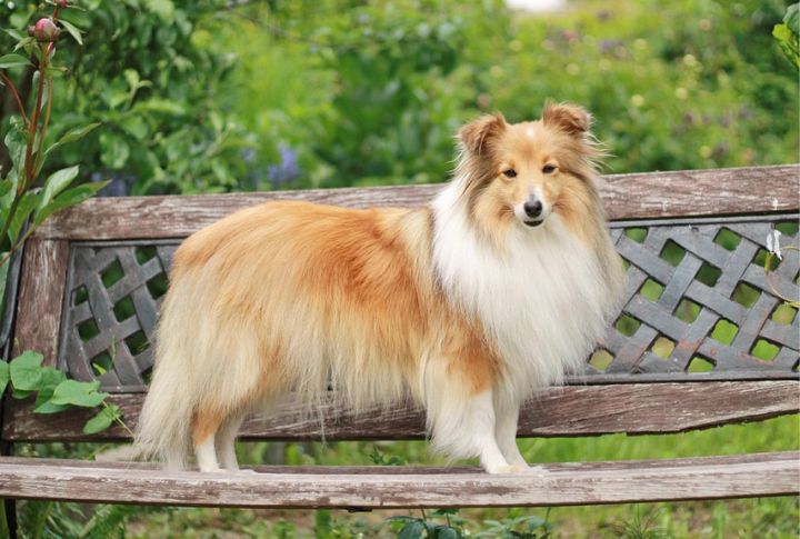 Shetland Sheepdog