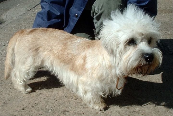 Dandie Dinmont Terrier