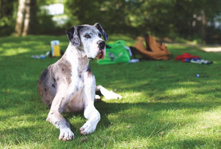 Great Dane

