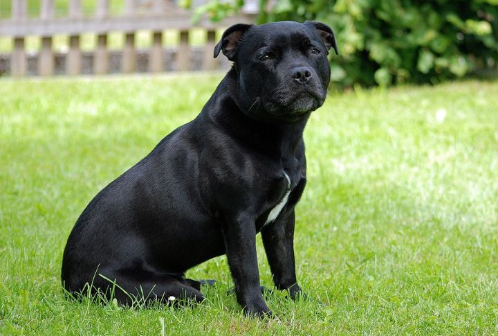 Staffordshire Bull Terrier