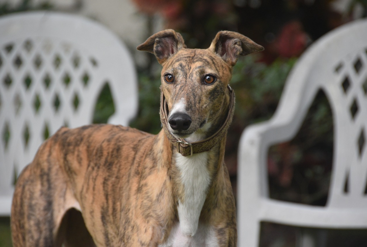 Italian Greyhound