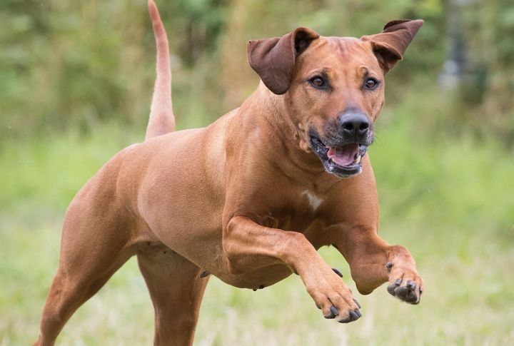 This Breed Was Bred To Track Lions