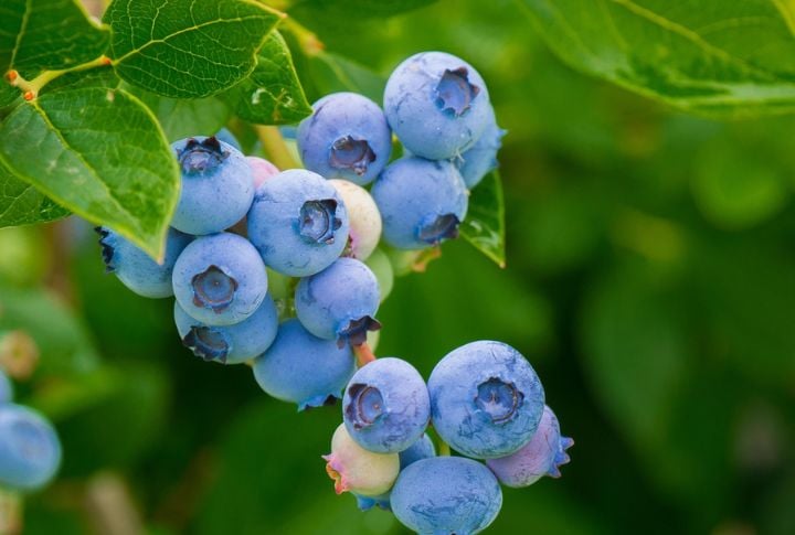Blueberries