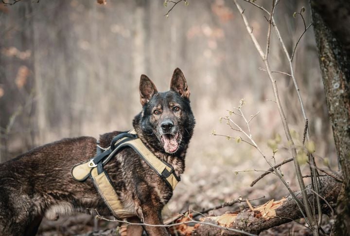 German Shepherd