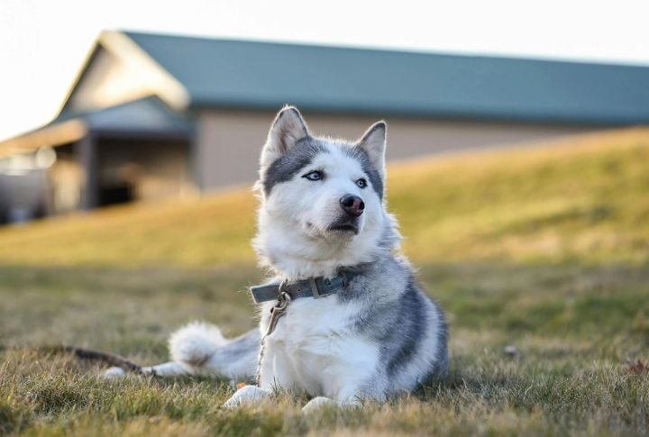 Pro: Loyal Companions 