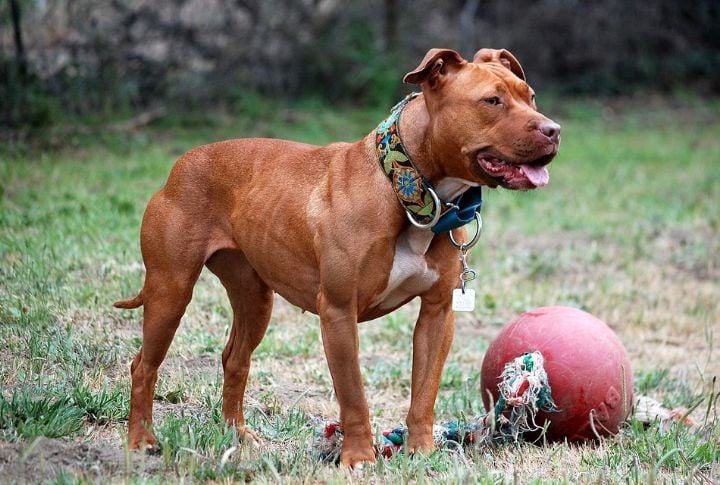 Pit Bull Terrier