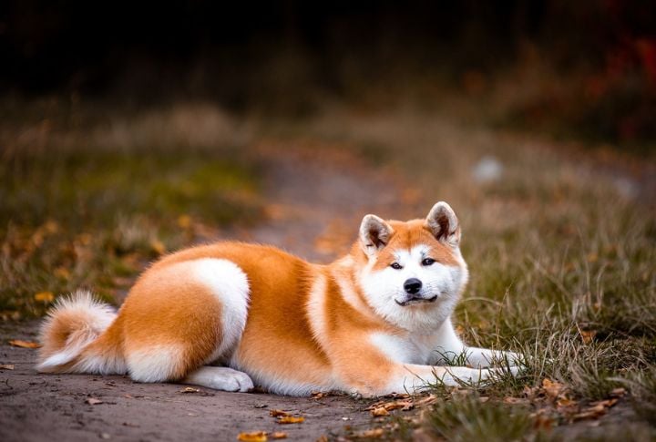 Akita