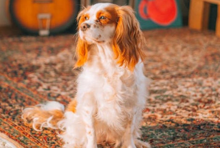Cavalier King Charles Spaniel
