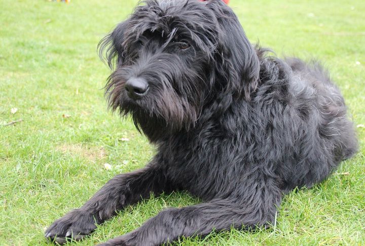 Labradoodle