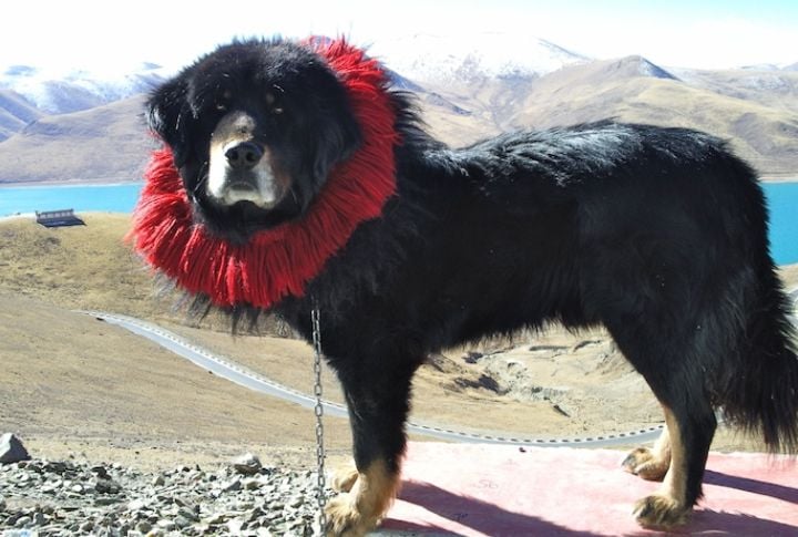 Tibetan Mastiff