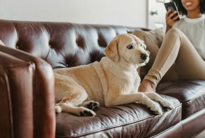 Couch Ban