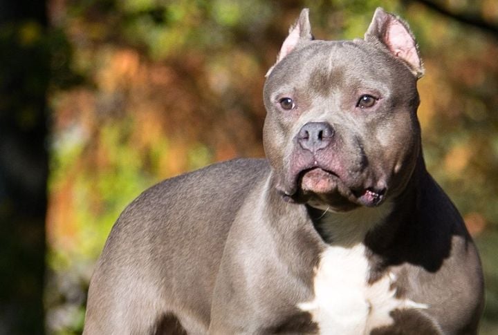 Standard American Bully