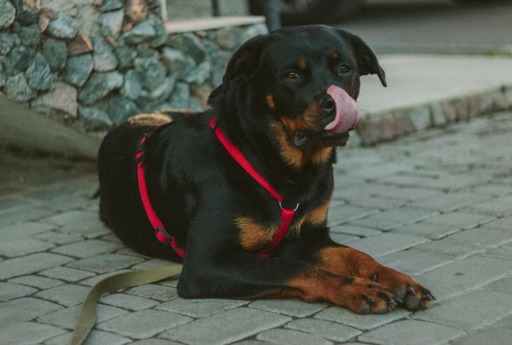 Rottweiler
