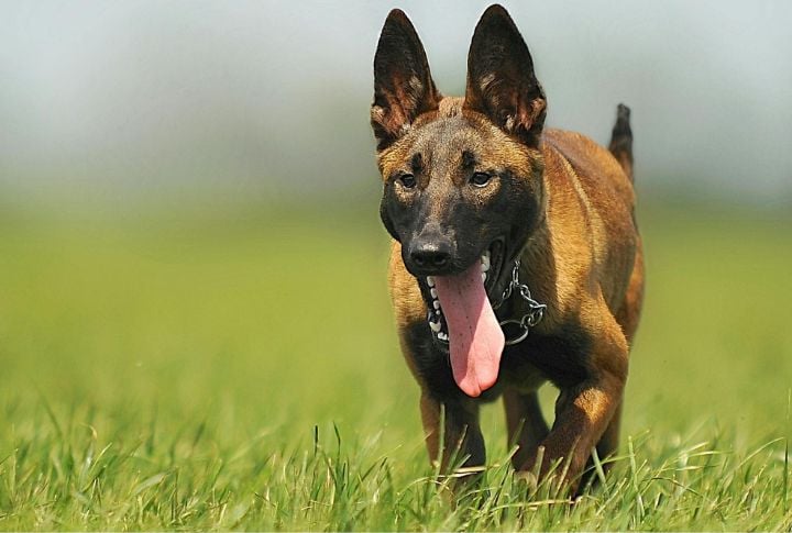 Belgian Malinois
