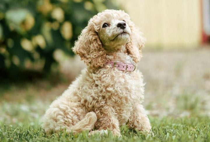 Toy Poodle