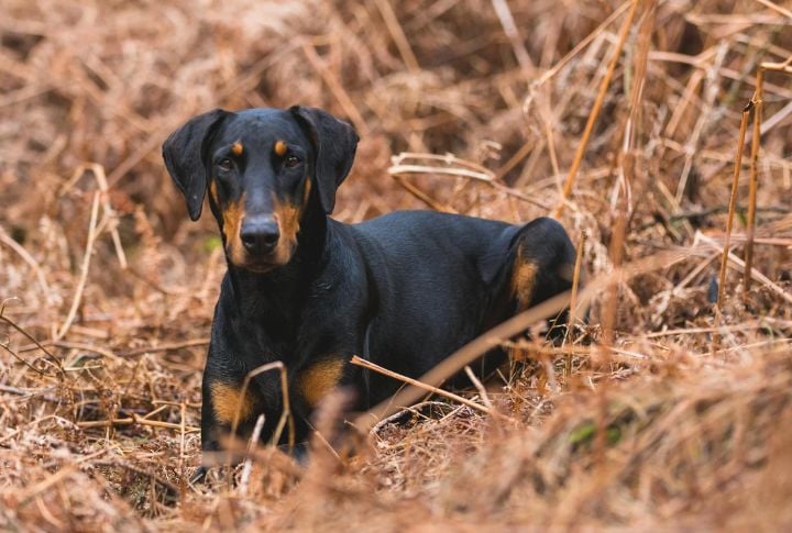 Doberman Pinscher