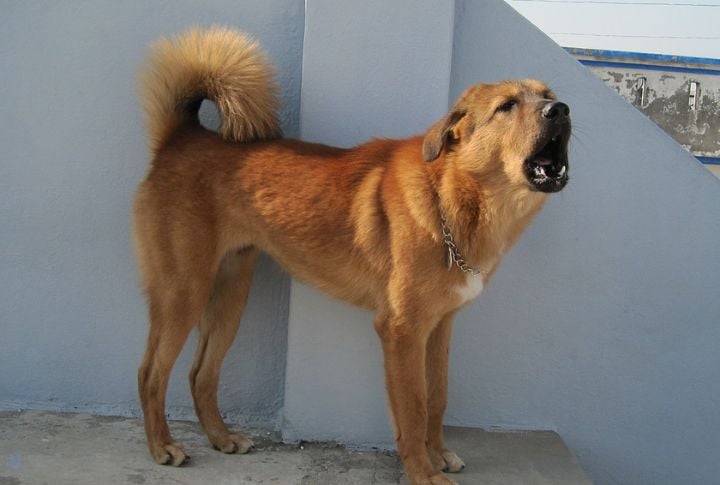 Bakharwal Mastiff