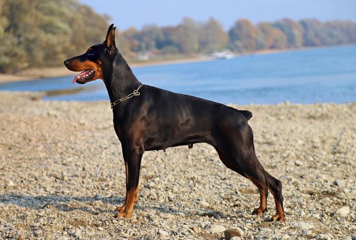 Doberman Pinscher