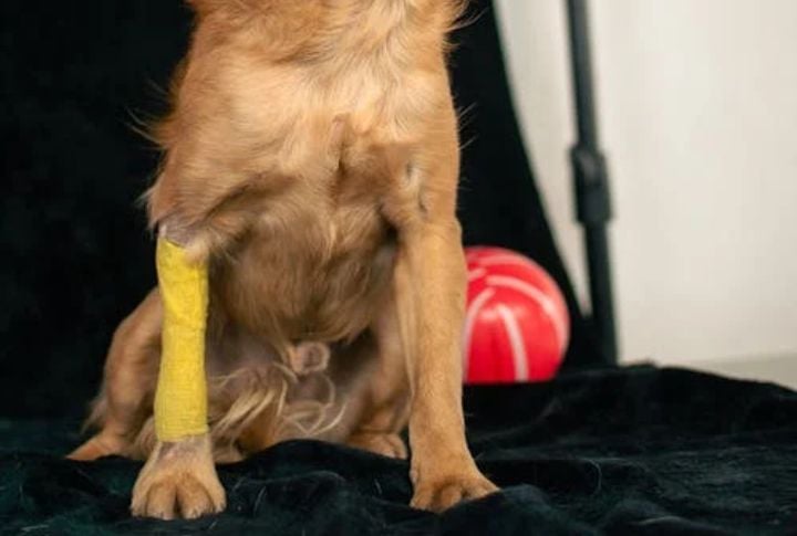 Veterinary Cohesive Wraps