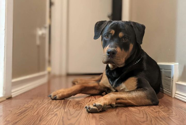 Rottweiler