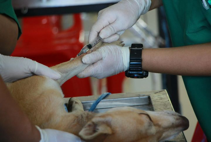 Canine Influenza Vaccine
