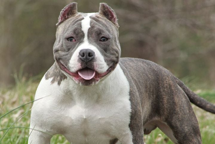 Pocket American Bully