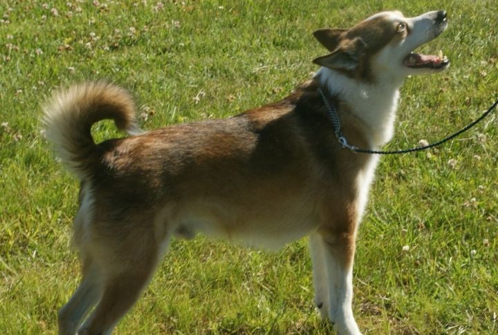 Norwegian Lundehund
