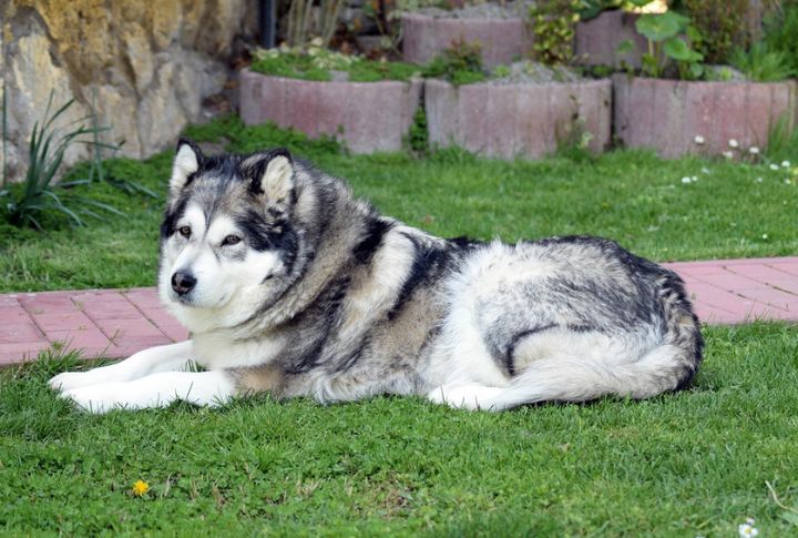 Alaskan Malamute