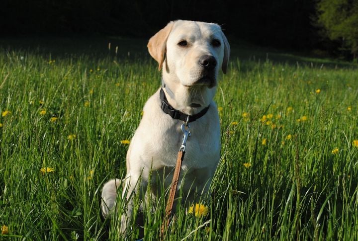 Labrador Retriever