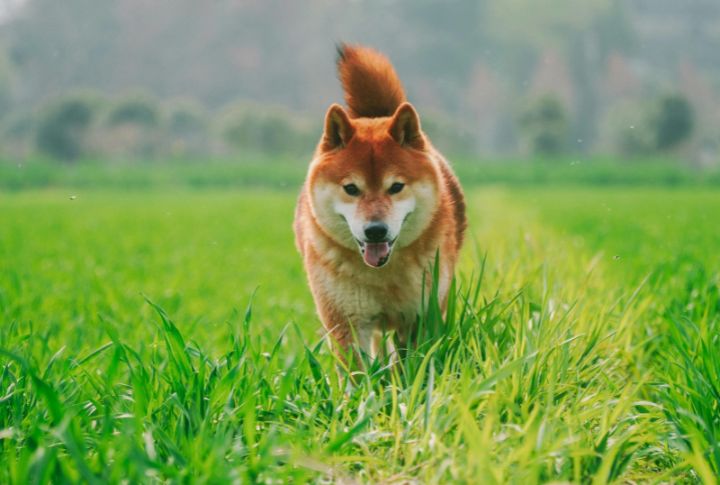 Shiba Inu