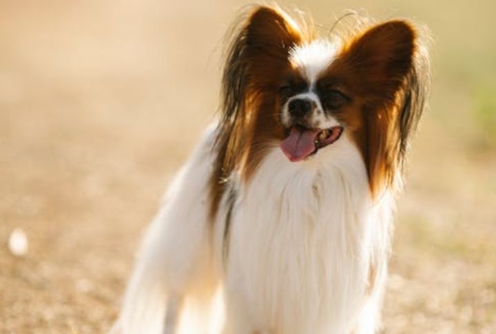 Papillon
