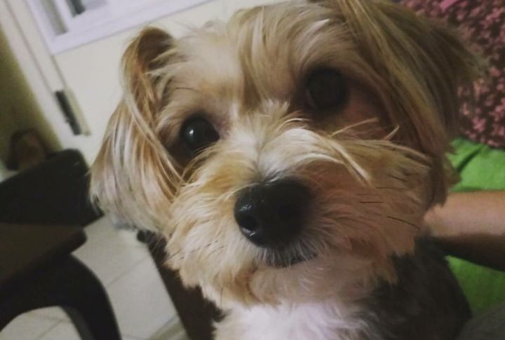 Morkie