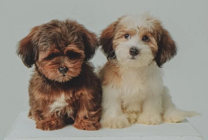 Havanese