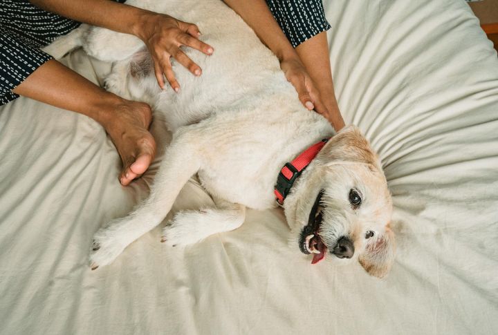Massage And Physical Touch Therapy