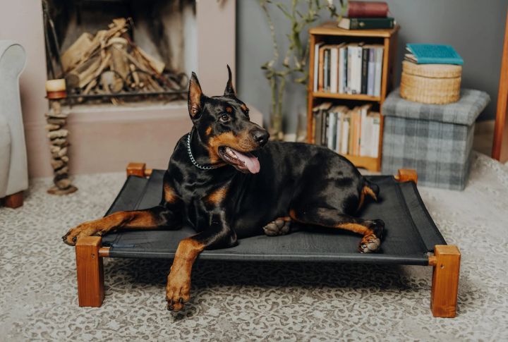 Doberman Pinscher