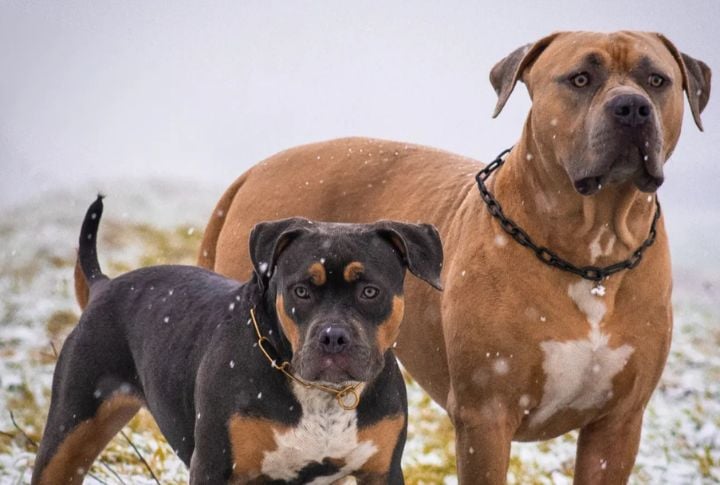 XL American Bully