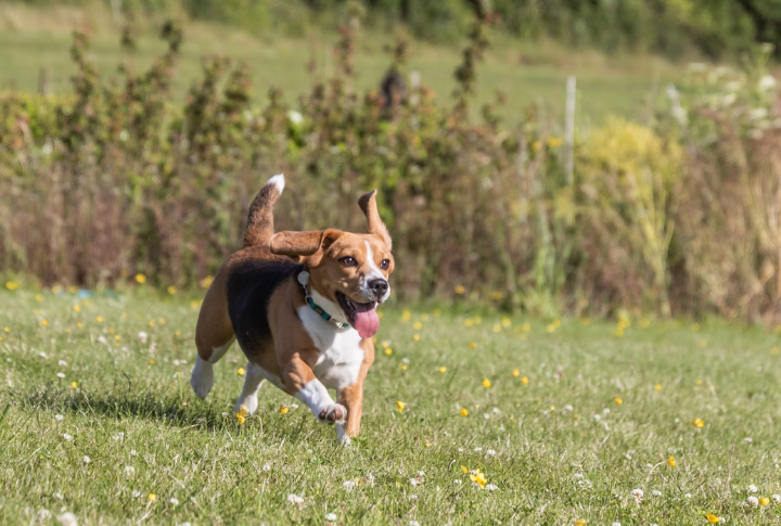 Beagle