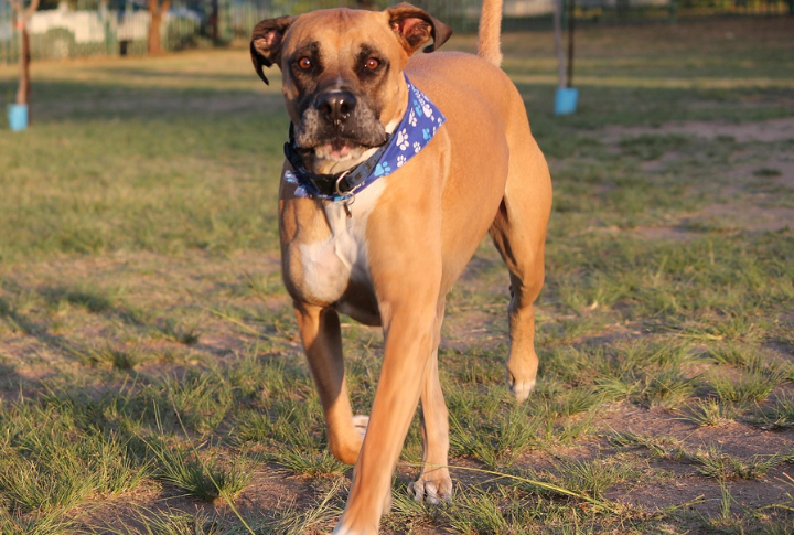 Bullmastiff
