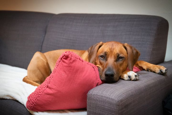 Ridgebacks Crave Purpose And Structure