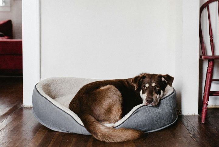 Provide Orthopedic Bedding