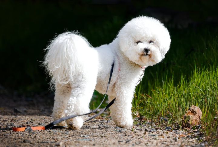 Bichon Frise
