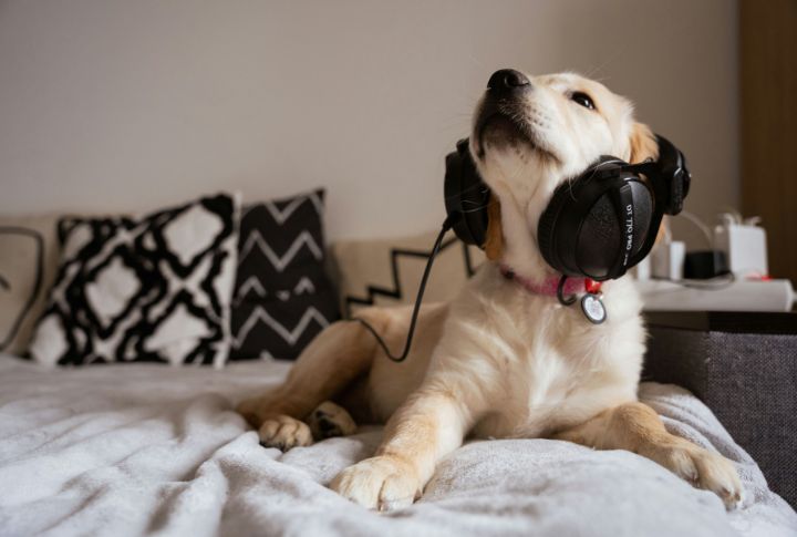 Use Calming Music