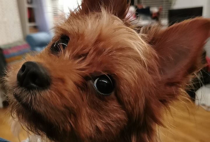 Chorkie