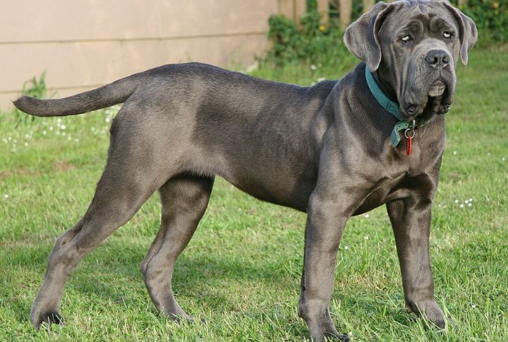 Neapolitan Mastiff