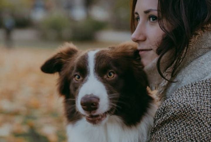 Border Collie