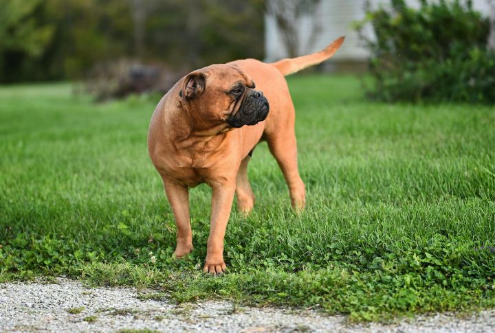 Bullmastiff