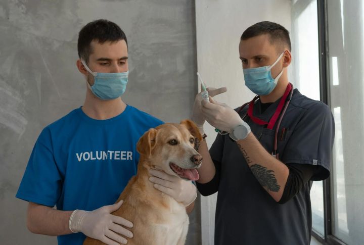 Canine Coronavirus Vaccine (CCoV)